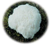 ���}�u�V�^�P